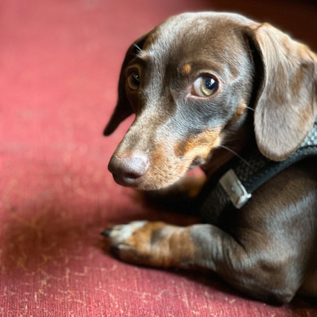 Willow, the official dog of the Guardian's Thursday quiz
