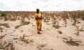 Kenyan woman standing among withered maize crops
