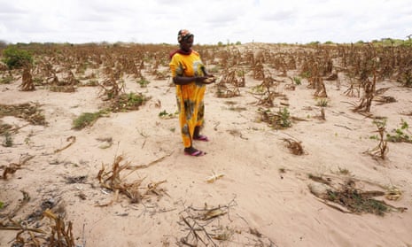 A woman standing in a field of withered maize crops