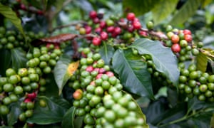 Indigenous berries.