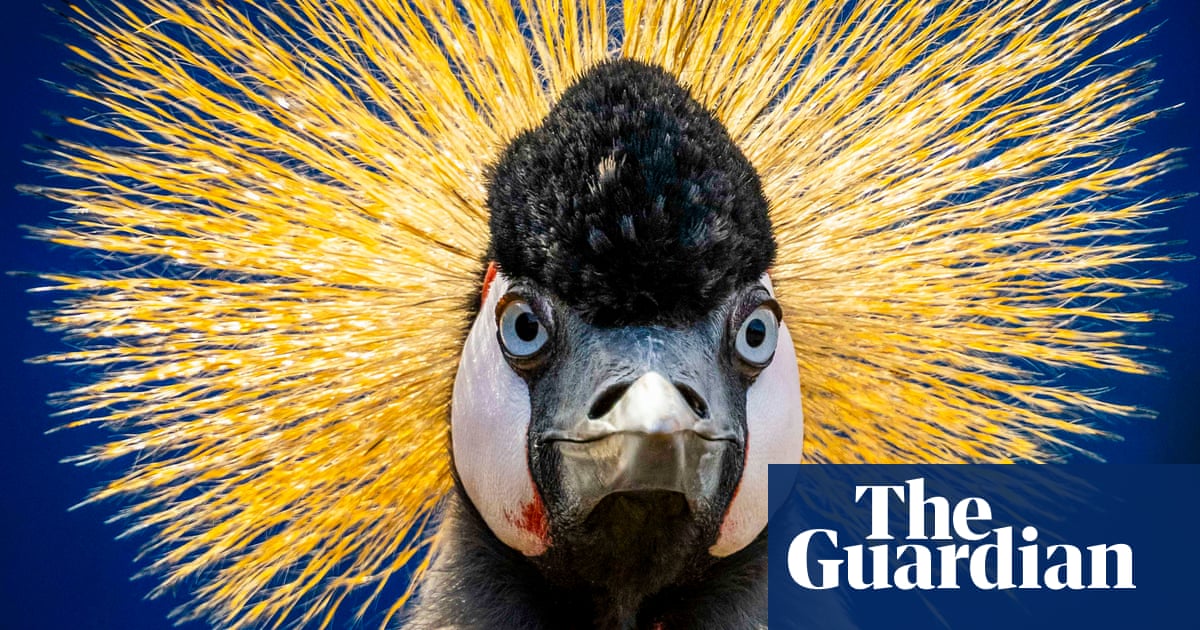 Week in wildlife - in pictures: a majestic crane, a clumsy owlet and sleepy seals