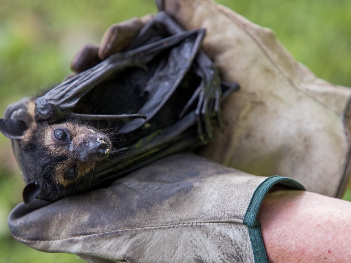 Digusting Flying Fox Spectacled Flying Fox