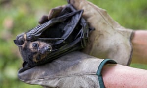 Spectacled flying fox