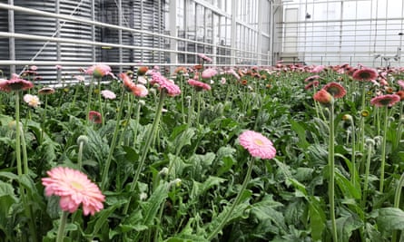 Gerberas at a Wageningen University facility where sustainable techniques are used.