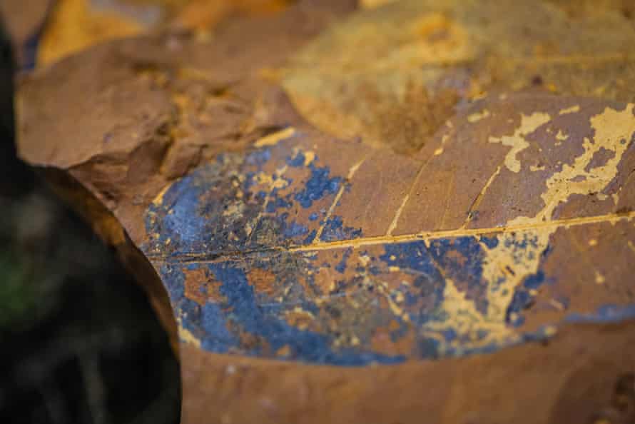 Hoja fosilizada de un nuevo sitio fósil en McGraths Flats, Nueva Gales del Sur, Australia