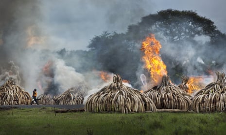 A worker carries spray bottles of gel fuel as he walks past the pyres of ivory in Nairobi national park.