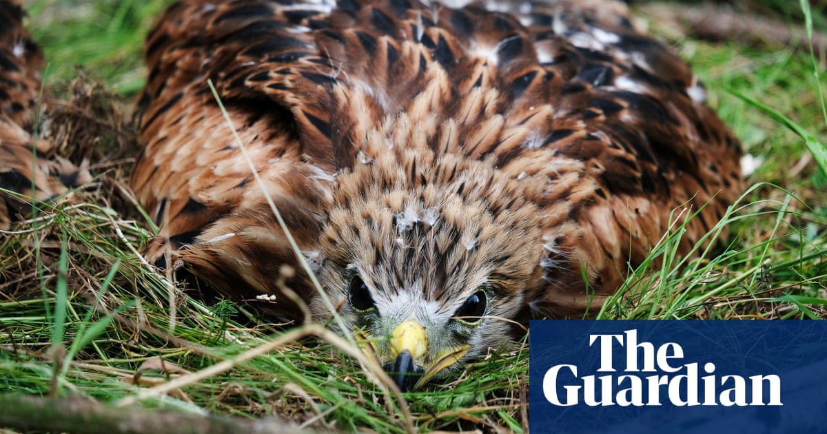 Red kite chicks sent from England to Spain to boost ailing numbers