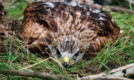 A six-week-old Red Kite chick, which along with others is being translocated to Spain.