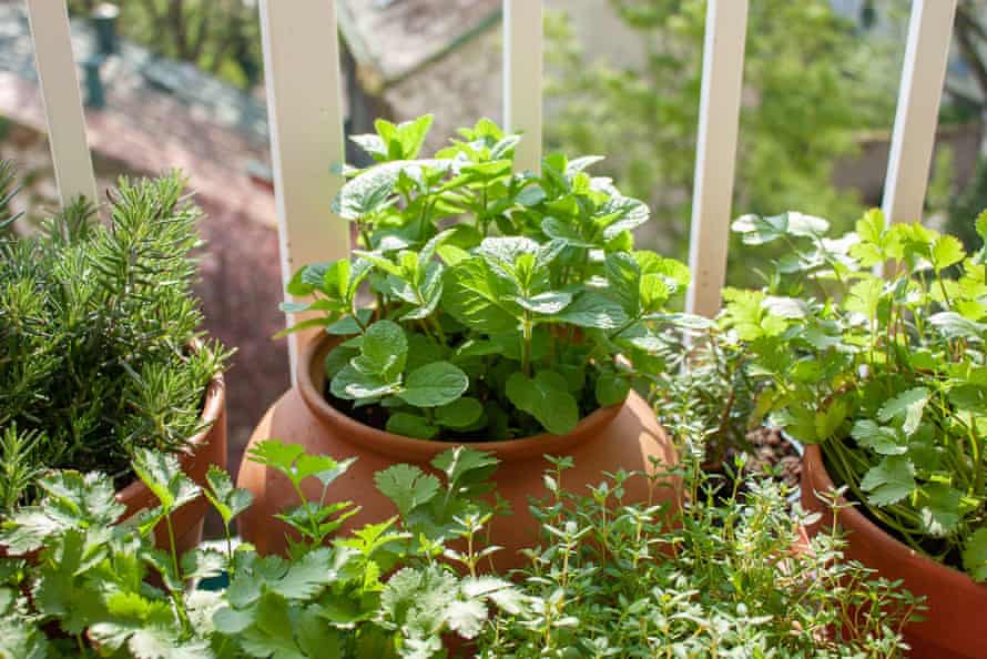 Fresh herbs in pots on a tiny balcony.