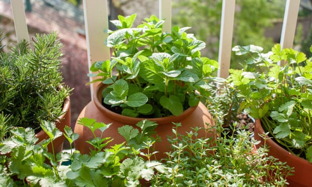 Fresh herbs in pots on the balcony.