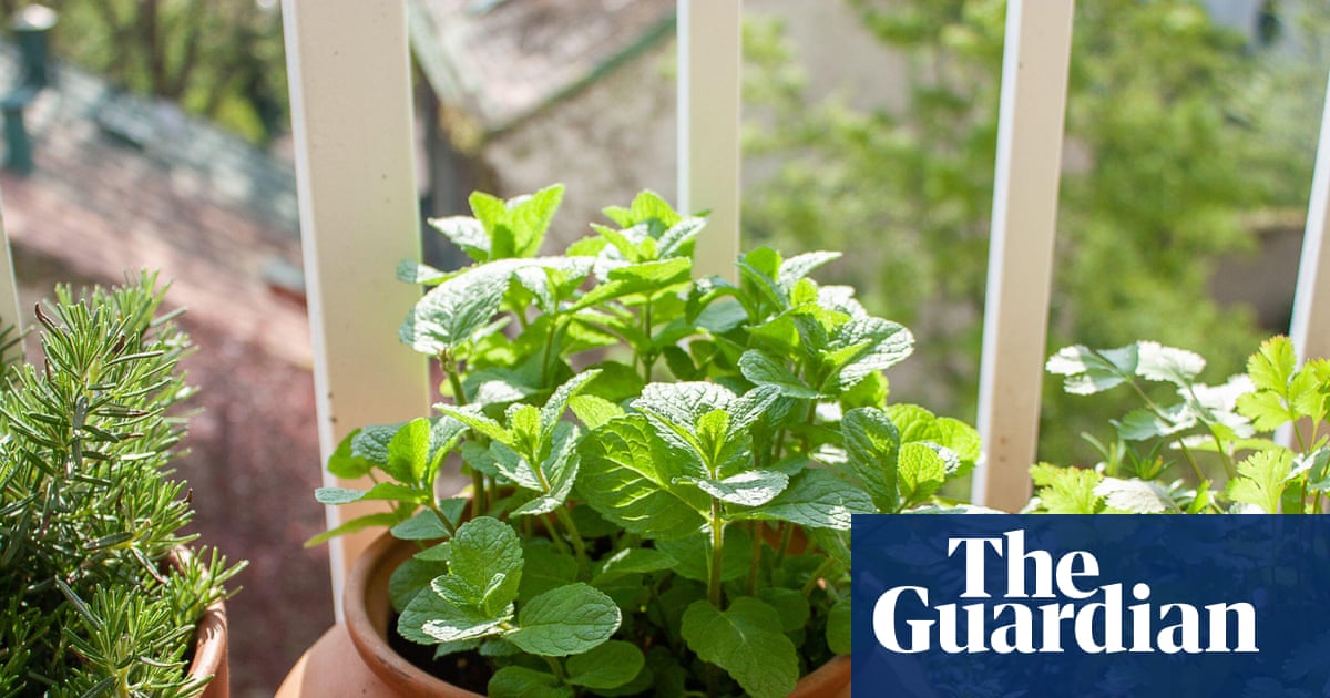 How to save limp herbs | Kitchen aide