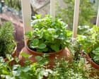 How to save limp herbs | Kitchen aide