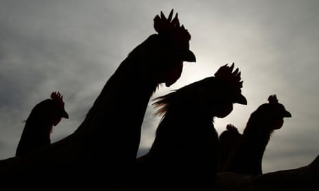 The silhouettes of Bond Red hens