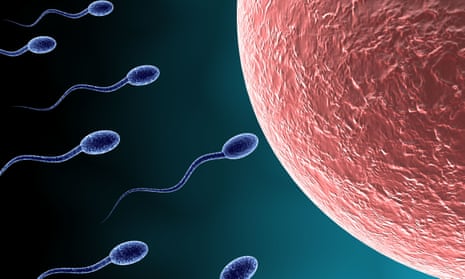 Sperm approach an egg