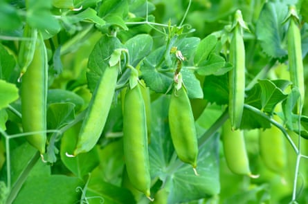 Green peas growing in a garden