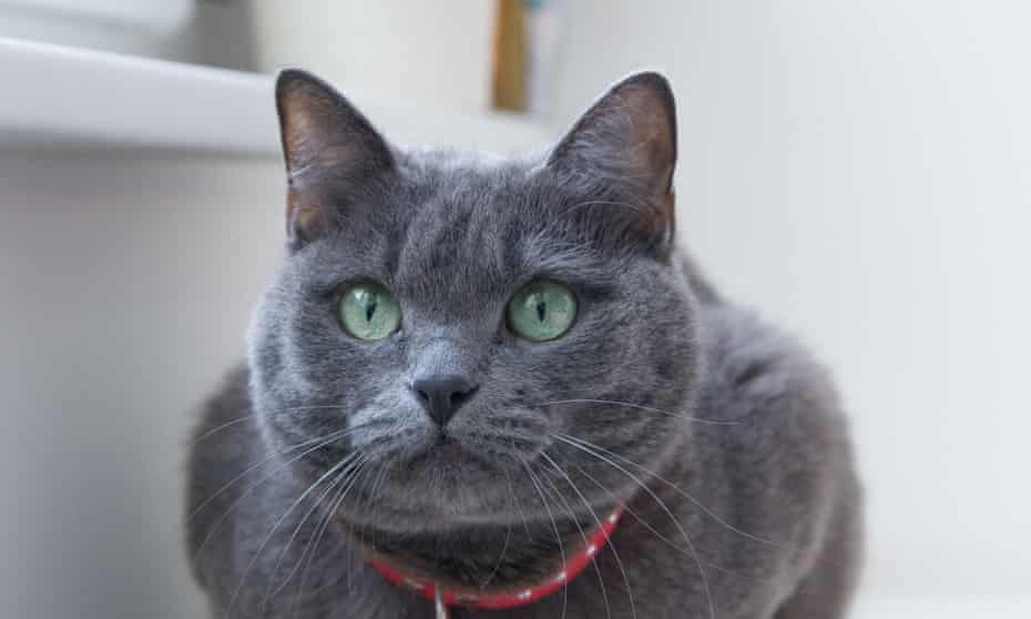 A Russian Blue cat was among the breeds euthanised after they were found in a smuggling operation off the coast of Taiwan.