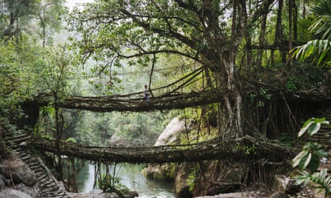 The root bridges of Cherrapunji, India.