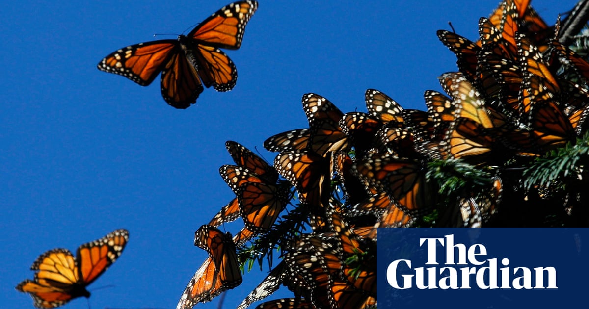 Weatherwatch Migrating Monarch Butterflies Ride The High Winds