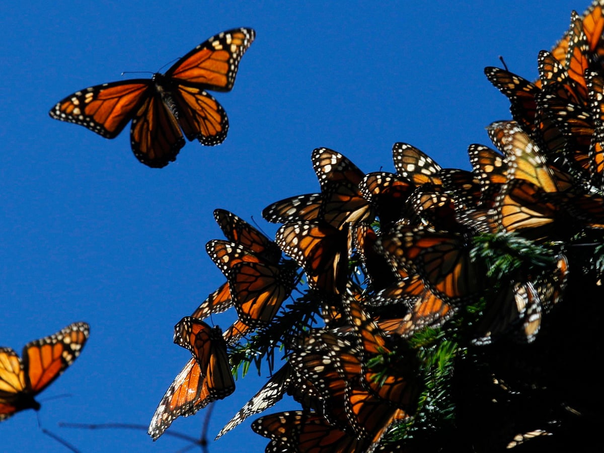 Female Monarch Butterfly Flying