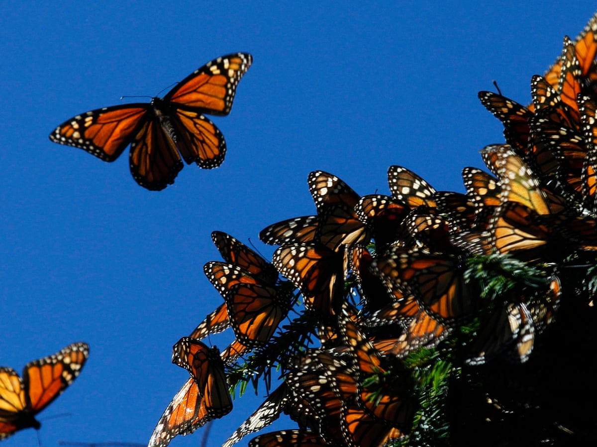 The Great Monarch Butterfly Migration Explained