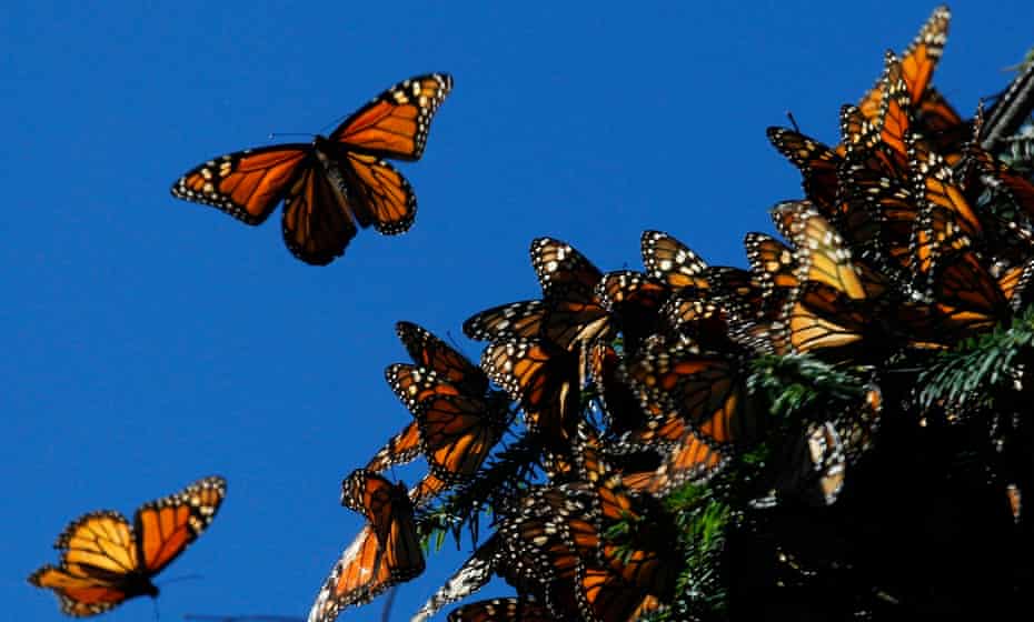 Scientists are not sure how monarch butterflies find their way back to same patch in Mexico each year.