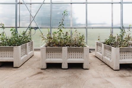 a view of plants growing