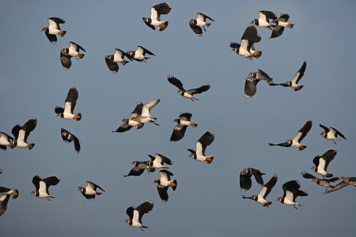 Image result for lapwing flock in a Norfolk sky in winter