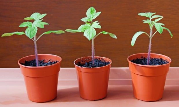 Close up of three young tomato seedlings growing in small brown plastic pots on brown tray in sunshine