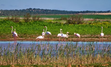 Greater flamingos in wetlands of Campillos lagoons in Malaga, Spain.