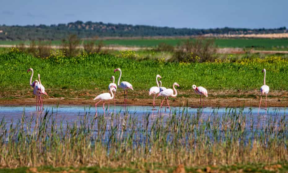 Maiores flamingos em zonas húmidas em Málaga, Espanha.  Serão estabelecidas metas para uma série de ecossistemas.