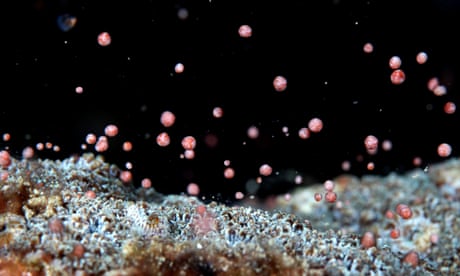 A coral on a reef in the Kenting National Park spawns in Pingtung County