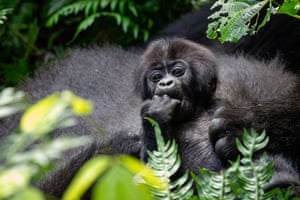 A family of mountain gorillas lives under protection as the species face the threat of extinction at Bwindi Impenetrable National Park, a UNESCO World Heritage site in Kanungu District of Ugand