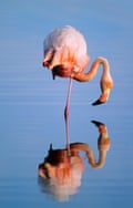 The perfect flamingo pose.