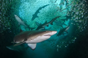 An aggregation of critically endangered grey nurse sharks off the coast of New South Wales,  Australia