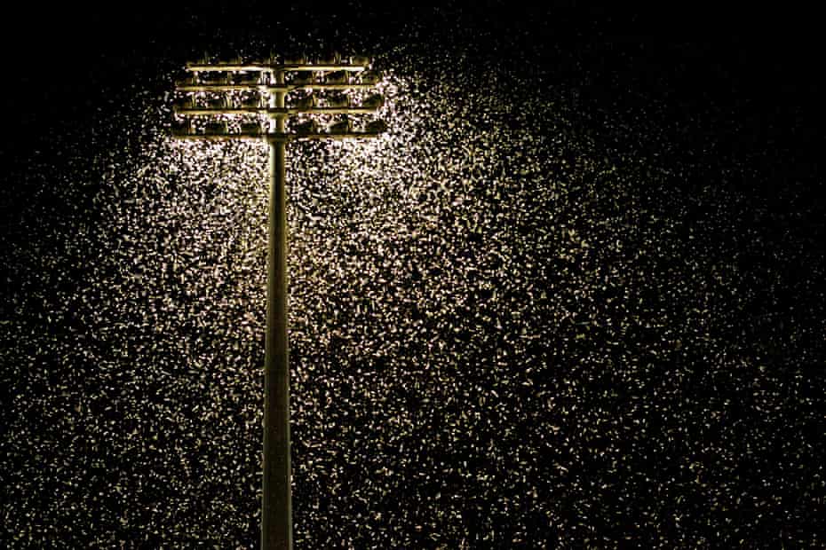 Thousands of moths swarm around floodlights