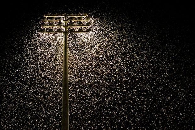 Thousands of moths swarm around floodlights