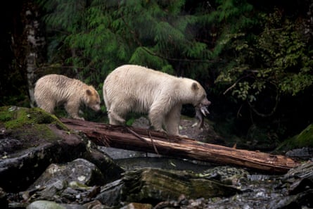 Spirit bears are white-coated black bears that inherit their pale fur from a rare recessive gene.