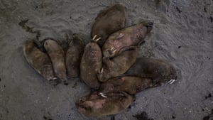 Morsas em Svalbard e Jan Mayen