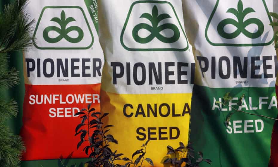 Pioneer seed, manufactured by DuPont