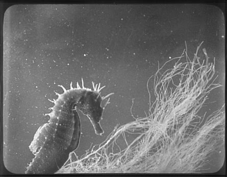 A still from The Seahorse, 1931.
