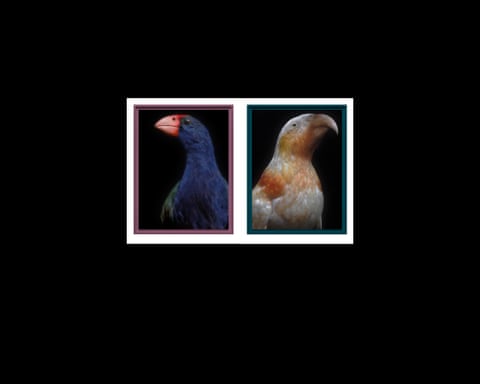 A framed Takahē (L) and Kākā Kura (R), both endangered birds.