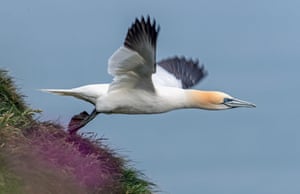 A large white seabird with black wingtips and a buff head takes off