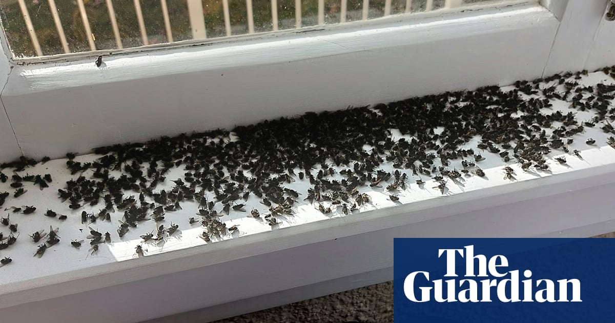 ‘They’re so sneaky’: New Zealand homeowners battle plague of smelly cluster flies