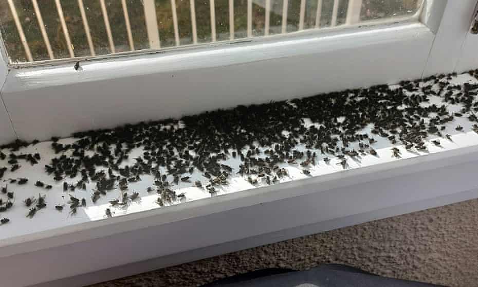 Cluster flies on a windowsill at a property in the Teviot Valley in Central Otago, New Zealand