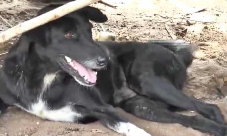 Ping Pong, the disabled Thai dog that rescued a baby buried by its 15-year-old mother.