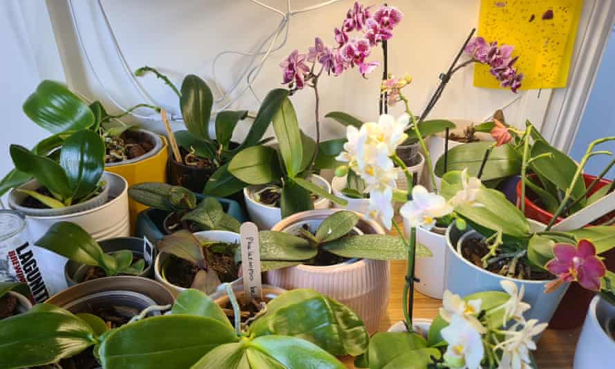 Some of Inajara Sphuaber’s orchids, which she began to cultivate in lockdown.