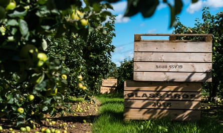 Apple crates in the orchard