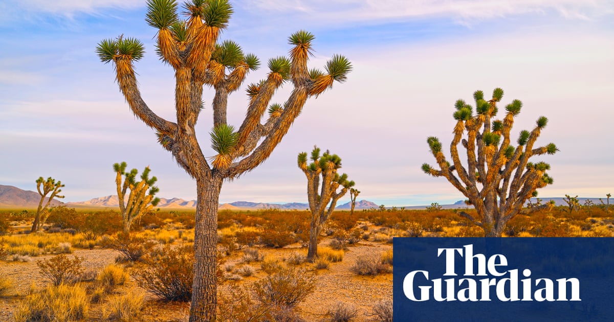 California delays Joshua Tree protections as experts say time is running out