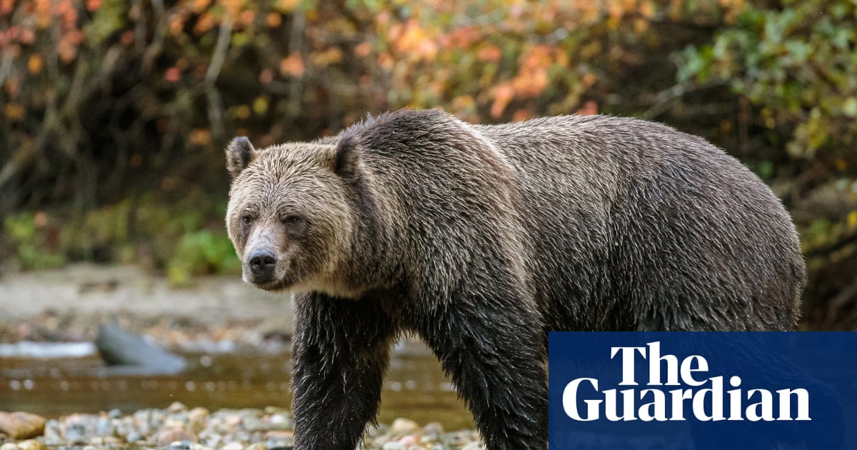Grizzly with checkered past swims miles to Canadian island and prompts a row