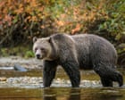 Grizzly with checkered past swims miles to Canadian island – and into hot water